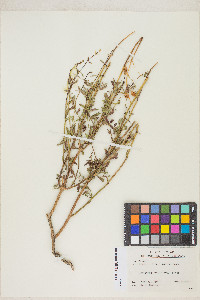 Keckiella breviflora image