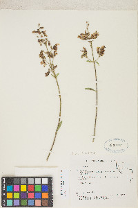 Keckiella breviflora image