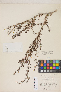 Keckiella antirrhinoides subsp. antirrhinoides image