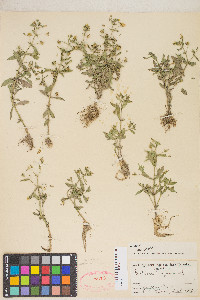 Gratiola neglecta image