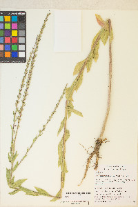 Oenothera curtiflora image