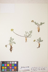 Lomatium fimbriatum image