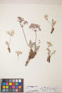 Lomatium fimbriatum image