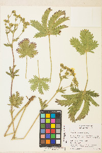 Potentilla brunnescens image