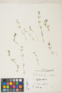 Erythranthe breweri image