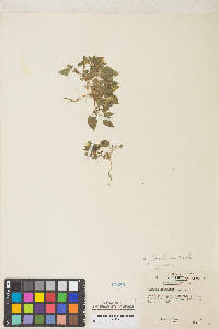 Erythranthe floribunda image