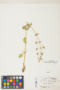 Erythranthe utahensis image