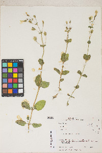 Erythranthe utahensis image