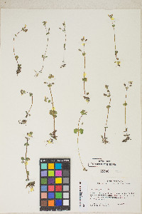 Erythranthe arvensis image