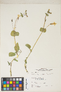 Erythranthe utahensis image