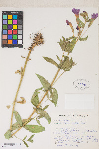 Erythranthe lewisii image