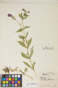 Erythranthe lewisii image