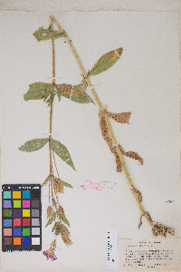 Erythranthe lewisii image