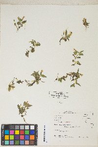 Erythranthe moschata image