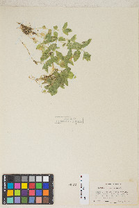 Erythranthe moschata image