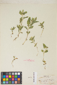 Erythranthe moschata image