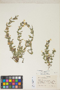 Erythranthe moschata image