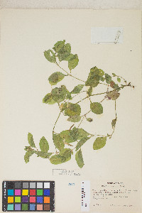 Erythranthe moschata image