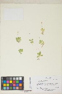 Erythranthe primuloides image