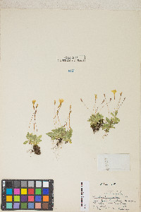 Erythranthe primuloides image