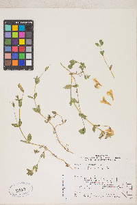 Erythranthe tilingii image