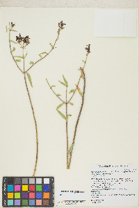 Keckiella breviflora image