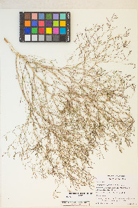 Gayophytum diffusum image