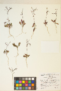 Eremothera chamaenerioides image