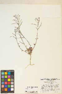 Eremothera chamaenerioides image