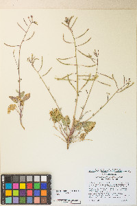 Chylismia walkeri var. tortilis image