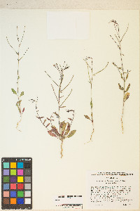 Eremothera chamaenerioides image