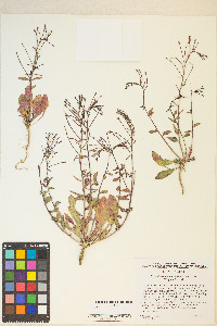 Eremothera chamaenerioides image