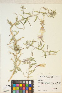 Oenothera californica image