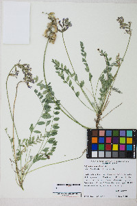 Astragalus tephrodes image