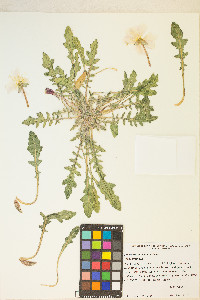 Oenothera primiveris image