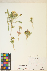 Eremothera boothii var. condensata image