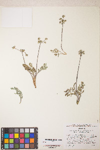 Lomatium fimbriatum image