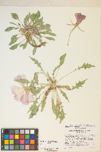 Oenothera cespitosa image