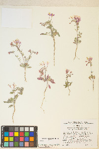 Eremothera boothii image