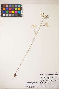 Perideridia gairdneri image