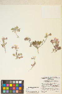 Eremothera boothii image