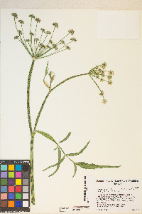 Angelica kingii image