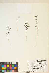 Gayophytum decipiens image