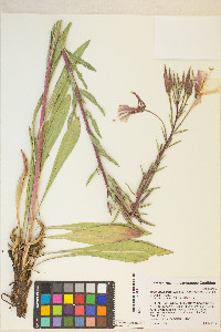 Oenothera elata subsp. hirsutissima image