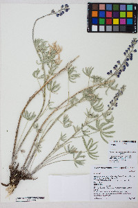 Lupinus caudatus subsp. caudatus image