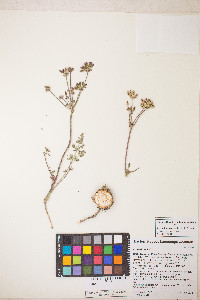 Lomatium cous image