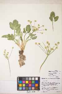Lomatium nudicaule image