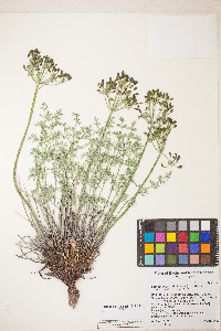 Lomatium parryi image
