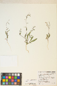 Eremothera chamaenerioides image