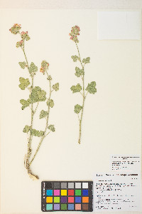 Sphaeralcea munroana image